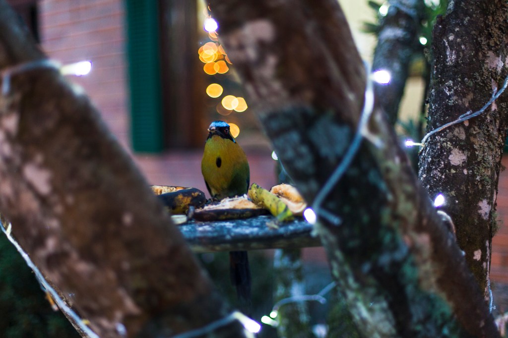 A Blue-Crowned Motmot, and a directive.