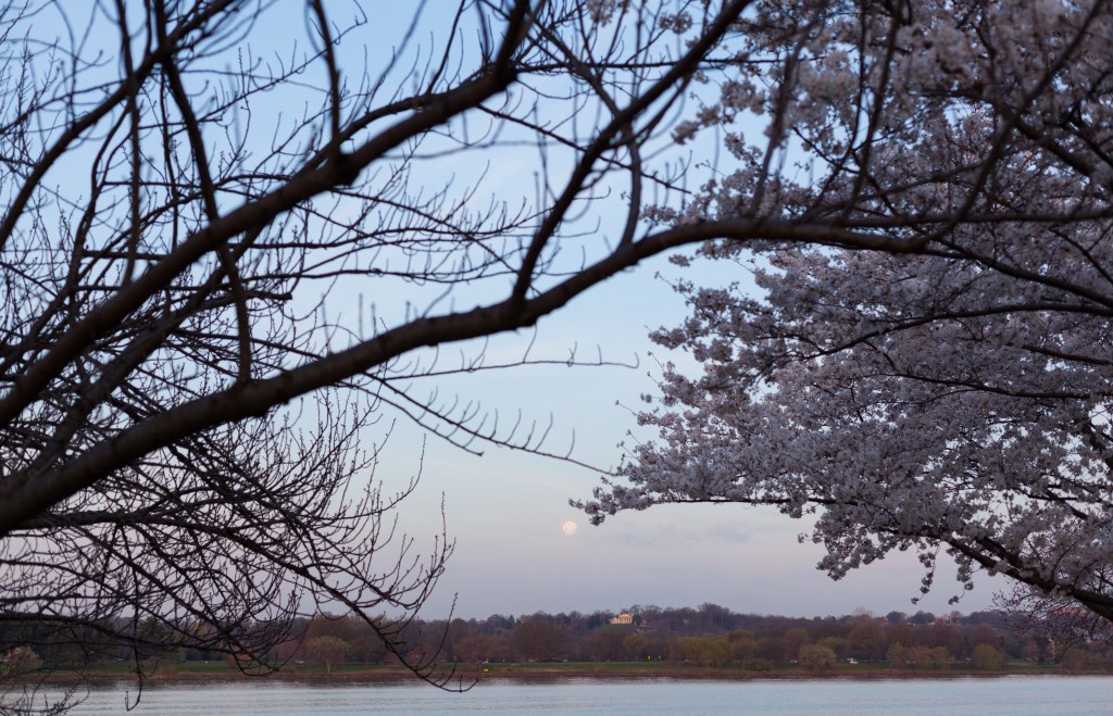 West potomac park, moon, sakura, cherry blossoms