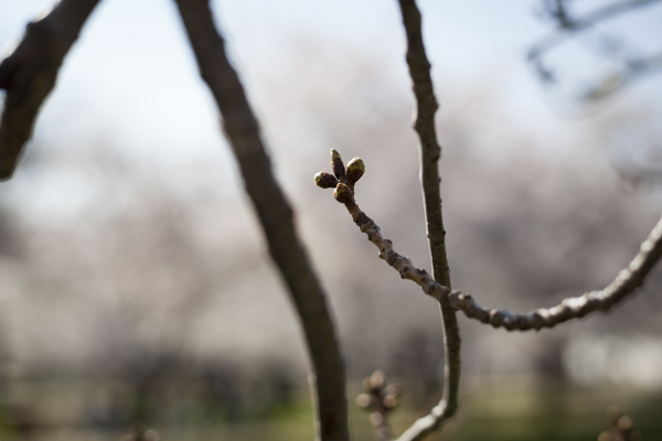 Sharee Lawler, author photo, Portrait, photo, signature, book cover, book, book photo